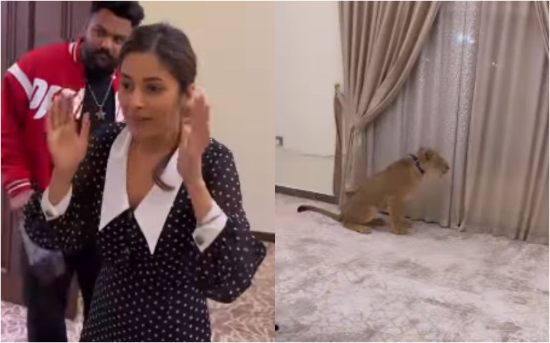 Shehnaaz Gill Gets SCARED And Shouts ‘Waheguru' After Seeing Lion Cub In Room, Actress Runs Away As Cub Moves Closer-See Viral VIDEO
