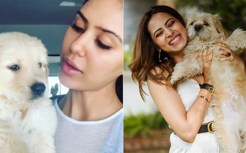 Sonam Bajwa, Sargun Mehta And More - Stars Who Love Their Pets Unconditionally