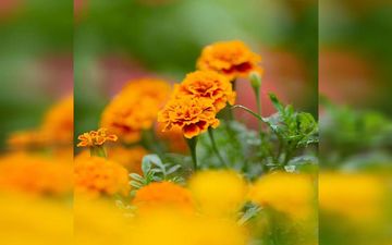 Use This DIY Marigold Flower Face Pack For A Glowing And Beautiful Skin
