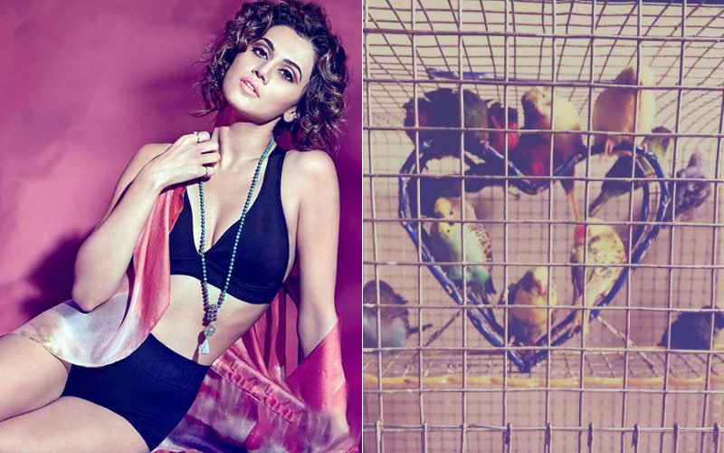 Taapsee Pannu ATTACKED By Trolls For Sharing A Picture Of Caged Birds