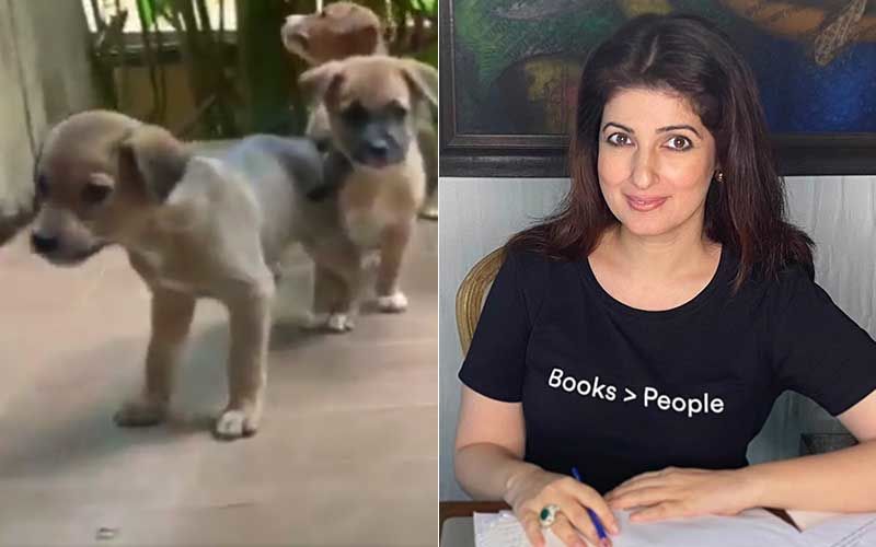 Twinkle Khanna Shares An Adorable Video Of Puppies Playing At Her Home; Calls Her Home A 'Small Zoo' - WATCH