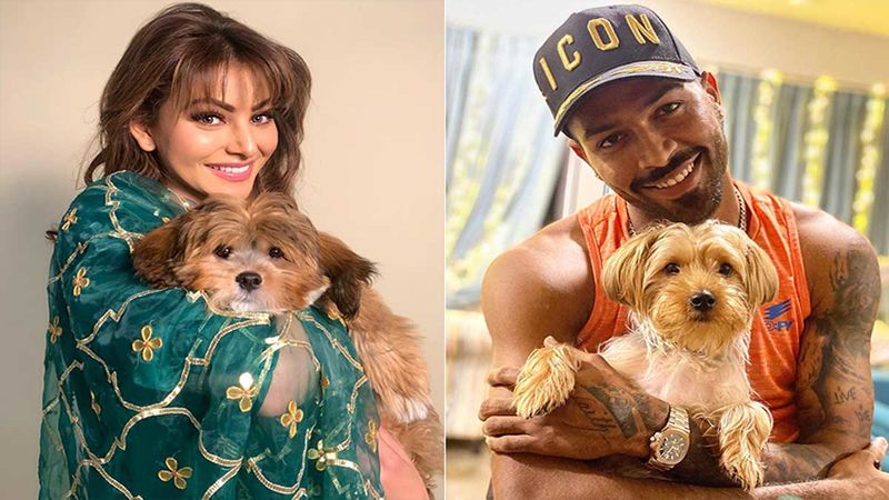 Has Hardik Pandya Gifted Urvashi Rautela A Puppy? The Actress Shares A Pic Of The New Addition In The Family
