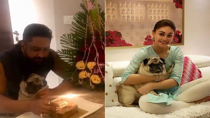 Bigg Boss 13: Shefali Jariwala’s Hubby Parag Tyagi And Dog Simba Celebrate Her Birthday In A Special Way- Video