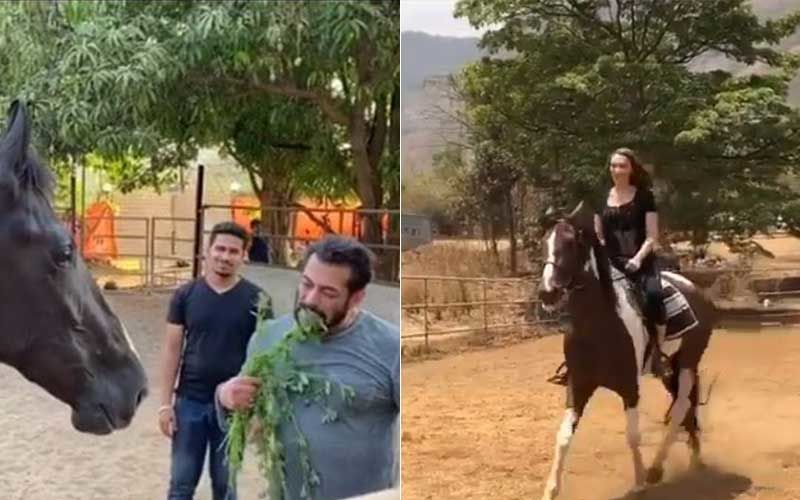 Salman Khan-Iulia Vantur Self Isolating At Panvel Farmhouse? One Enjoys Breakfast Munching Grass And Another Enjoys Horse Riding-WATCH