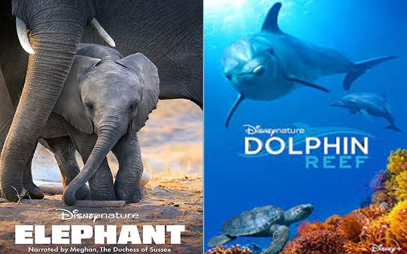World Environment Day 2020: Meghan Markle’s Elephant, Dolphin Reef And Other Documentaries You Can JUST BINGE On Disney+ Hotstar