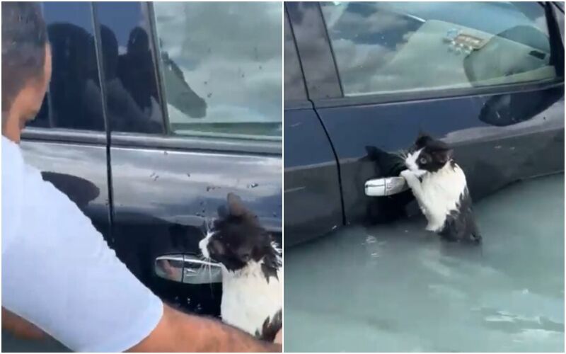 Dubai Floods: Police Officer Rescues A Cat Amid Devastating Waterlogging Situation! Netizens Laud The Display Of Bravery - WATCH VIRAL VIDEO